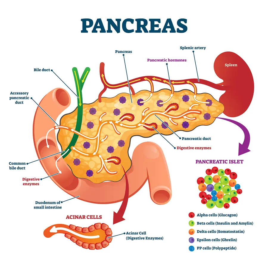 Anatomical diagram of the pancreas showing its structure, blood vessels, ducts, acinar cells producing digestive enzymes, and pancreatic islet cells that produce hormones including glucagon, insulin, somatostatin, ghrelin, and polypeptide.